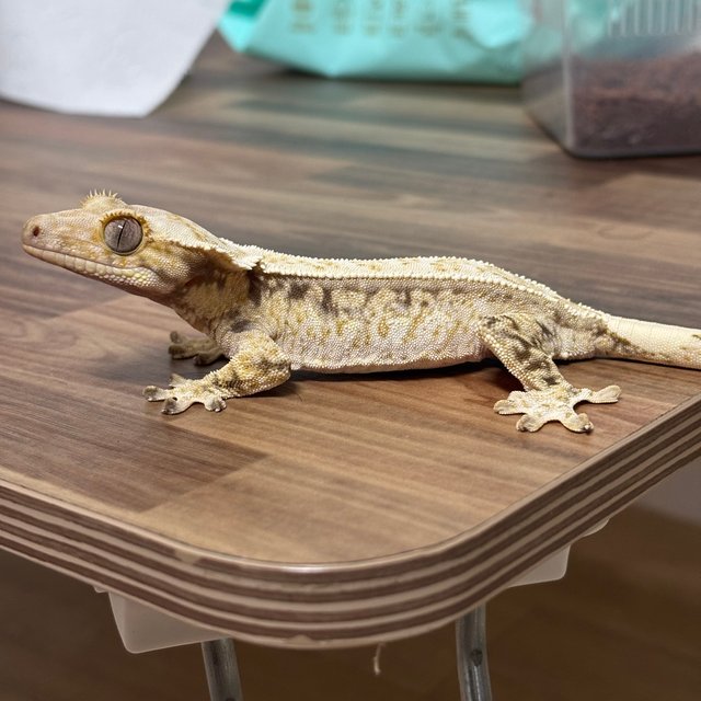 쿼드 드리피 화이트스팟