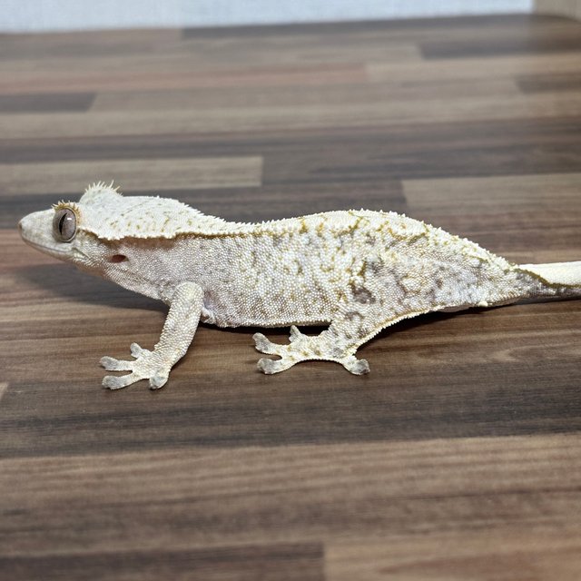 화이트스팟 브린들 익스트림할리퀸