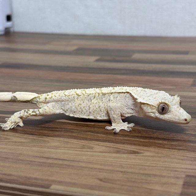 화이트스팟 브린들 익스트림할리퀸