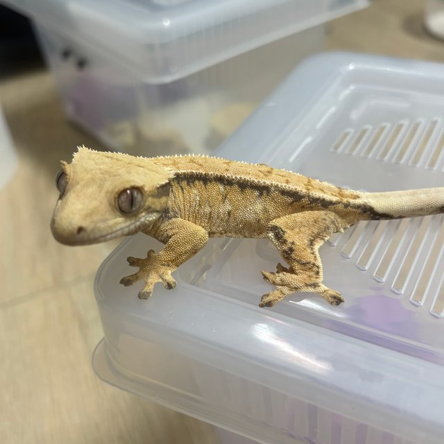 익스트림할리퀸 트라이