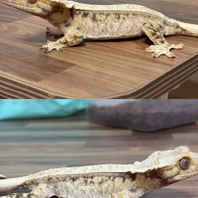 드리피 화이트스팟 쿼드 트라이 익스트림할리퀸