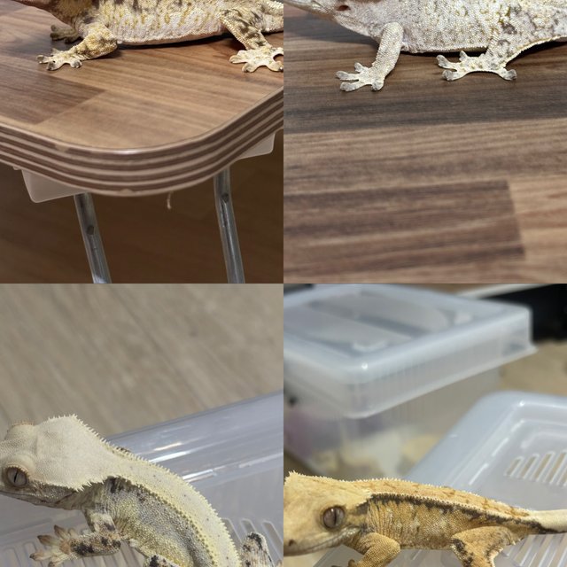 드리피 화이트스팟 쿼드 트라이 익스트림할리퀸