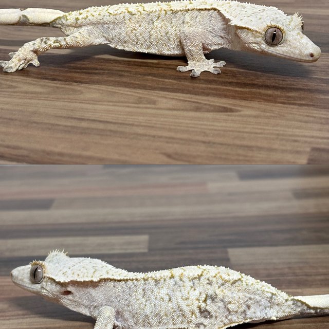 드리피 화이트스팟 쿼드 트라이 익스트림할리퀸