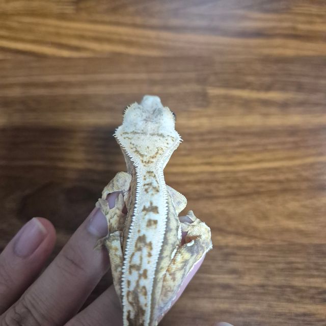크림시클