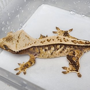 노멀 핀스트라이프 풀핀