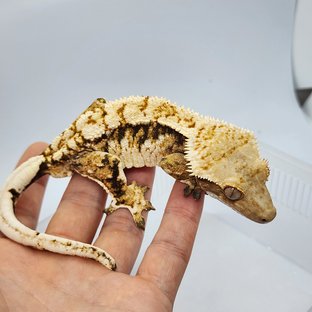 노멀 트라이 화이트