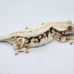 릴리화이트 화이트