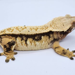 노멀 트라이 핀스트라이프