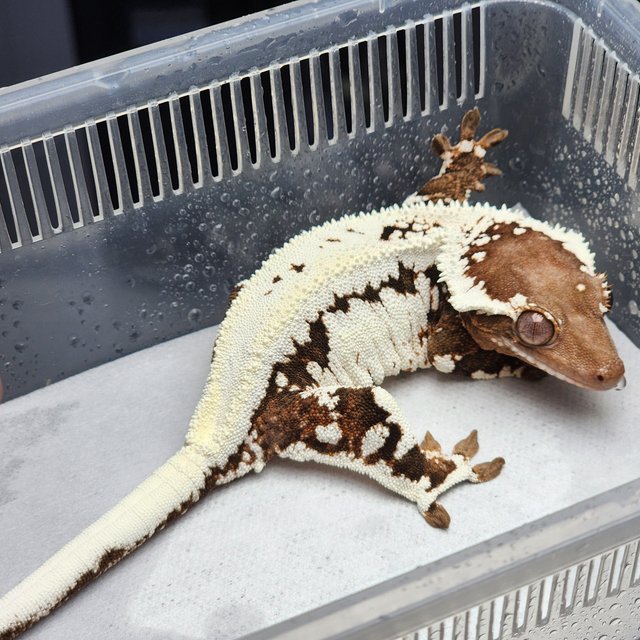 프라푸치노 텐저린