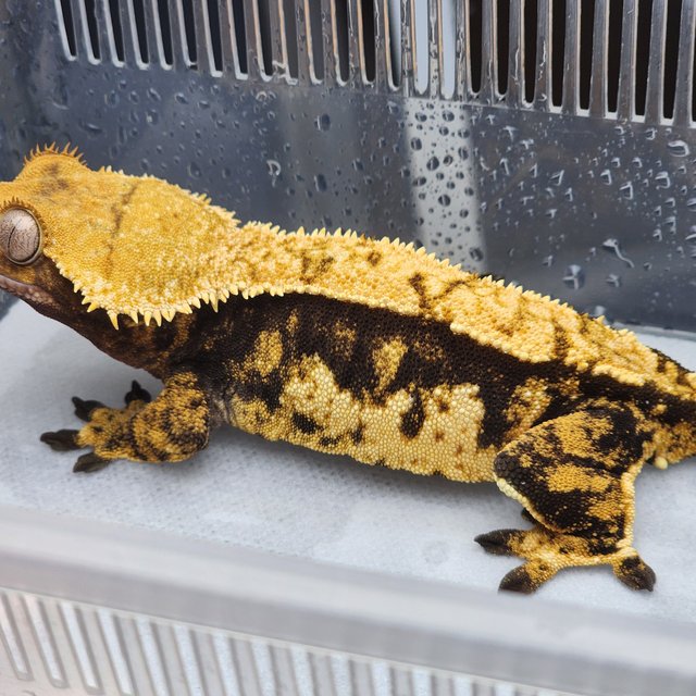 노멀 텐저린 할로윈