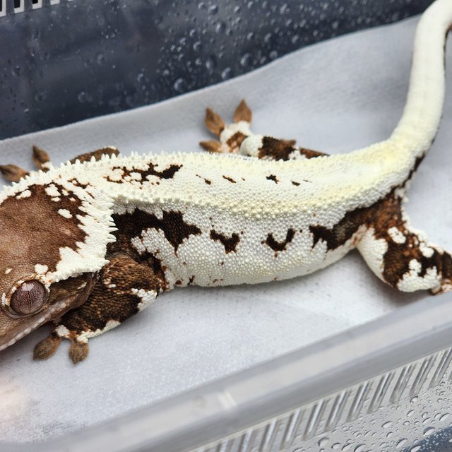 프라푸치노 텐저린