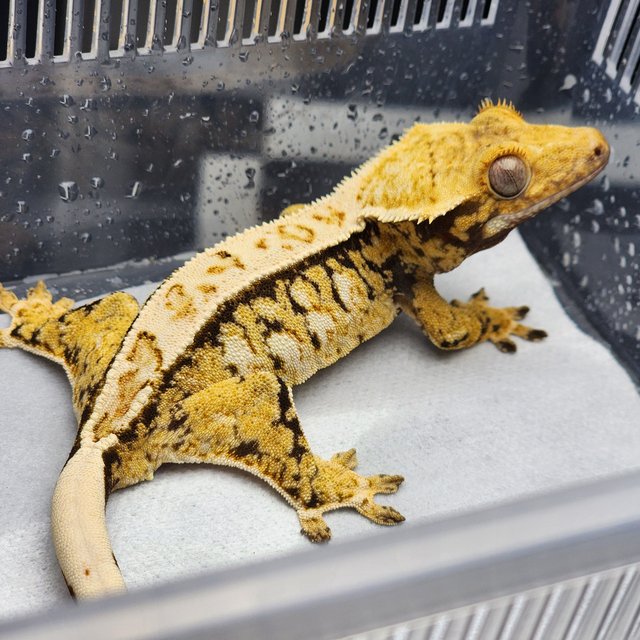 노멀 트라이 쿼드 핀스트라이프