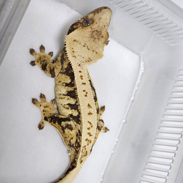 노멀 풀핀 드리피 화이트