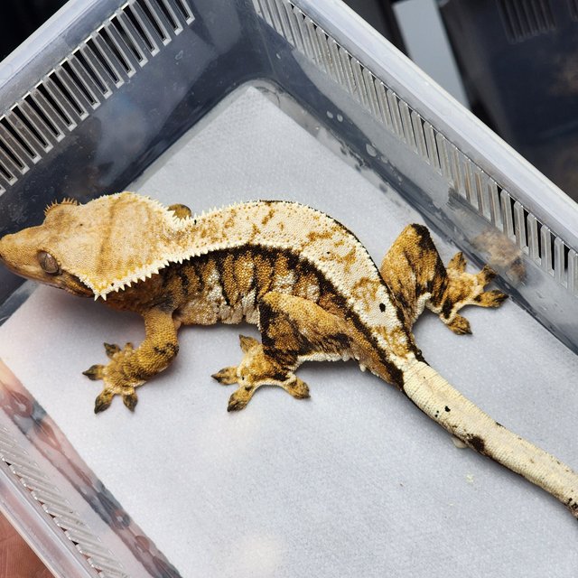 트라이 텐저린 익스트림할리퀸