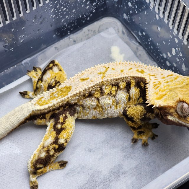 노멀 트라이 드리피 화이트스팟 화이트포트홀 화이트