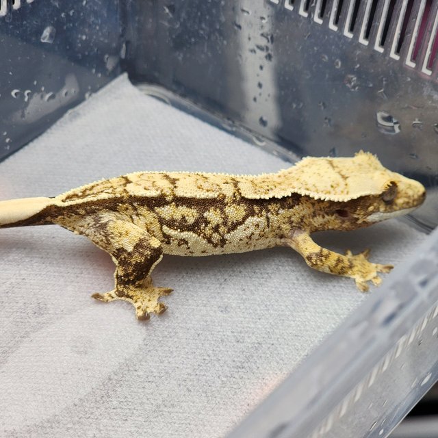 노멀 화이트스팟 화이트포트홀 쿼드