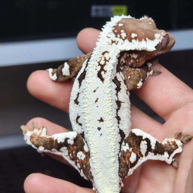 프라푸치노 텐저린