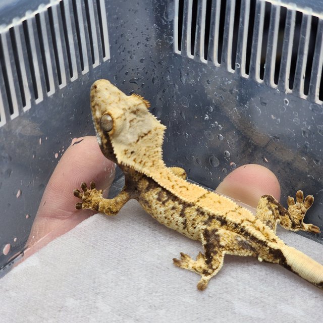 화이트스팟 노멀 드리피 화이트