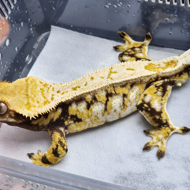 노멀 트라이 드리피 화이트스팟 화이트포트홀 화이트