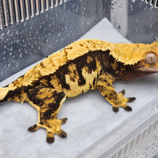 노멀 텐저린 할로윈