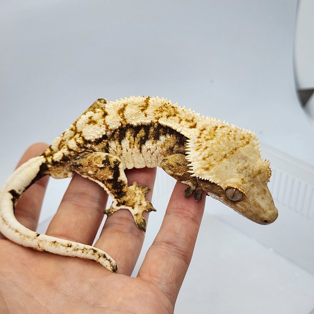 노멀 트라이 화이트