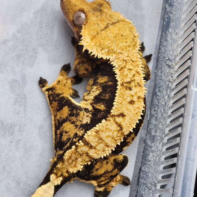 노멀 텐저린 할로윈