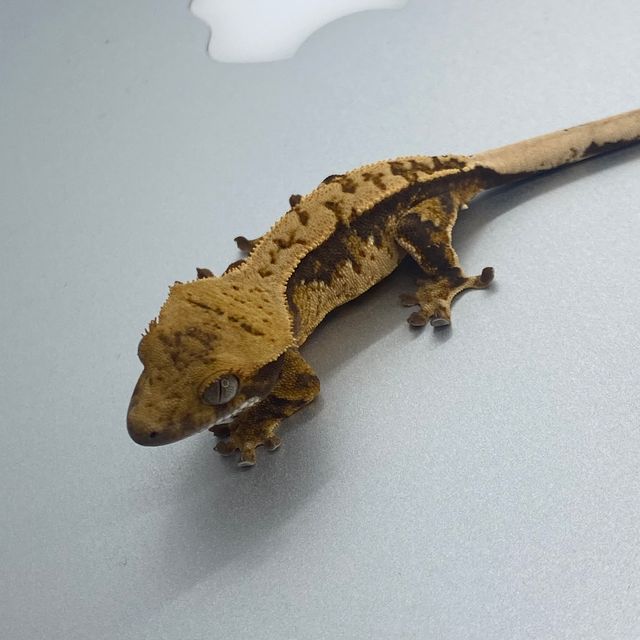 노멀
