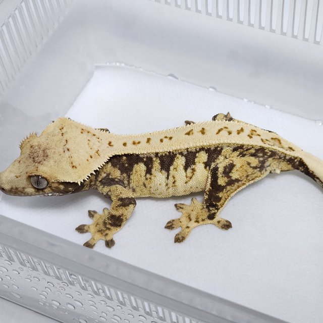 노멀 풀핀 드리피 화이트