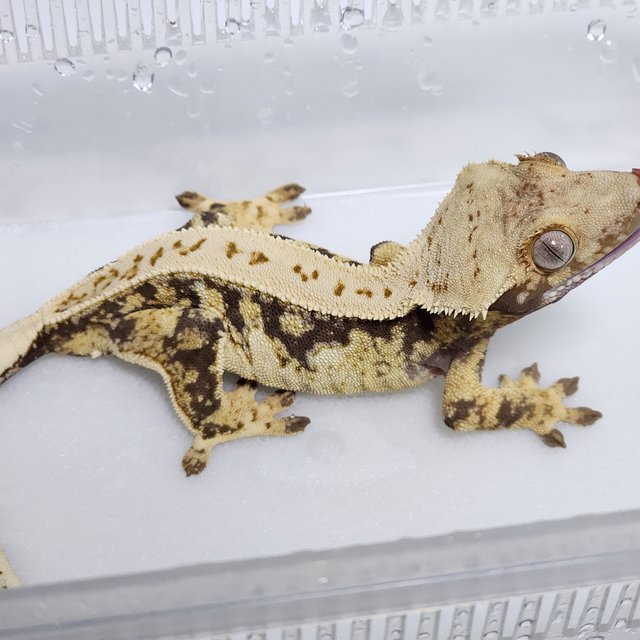 노멀 풀핀 드리피 화이트