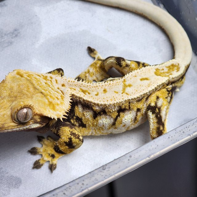 노멀 트라이 드리피 화이트스팟 화이트포트홀 화이트