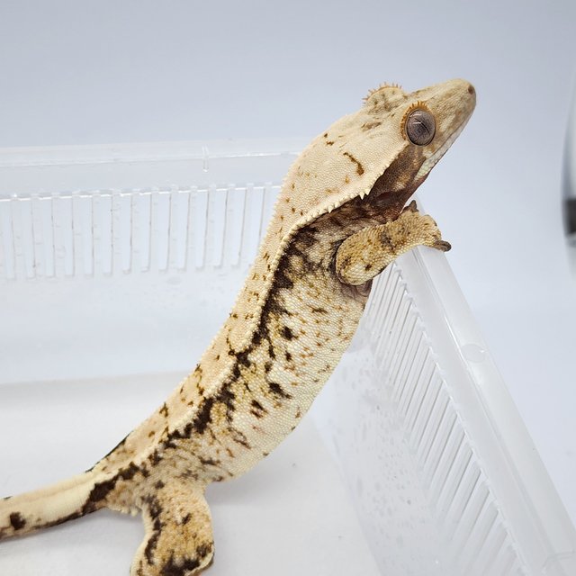 노멀 트라이 화이트스팟 화이트