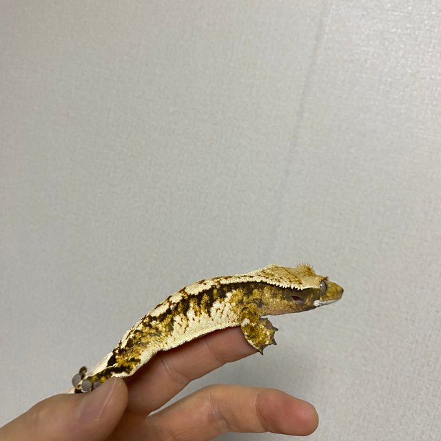 노멀 트라이 화이트