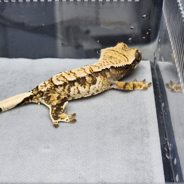 노멀 트라이 화이트스팟 익스트림할리퀸