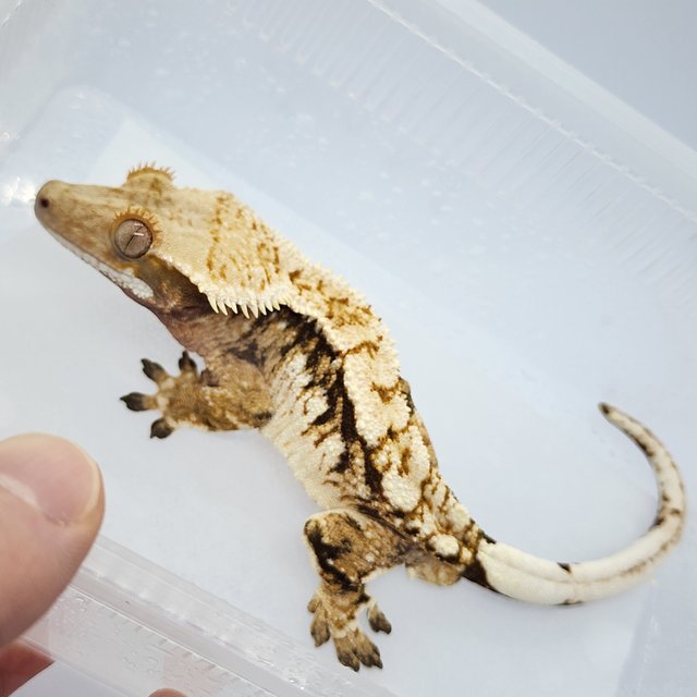 노멀 트라이 화이트