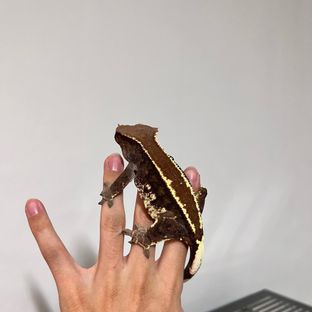 모카