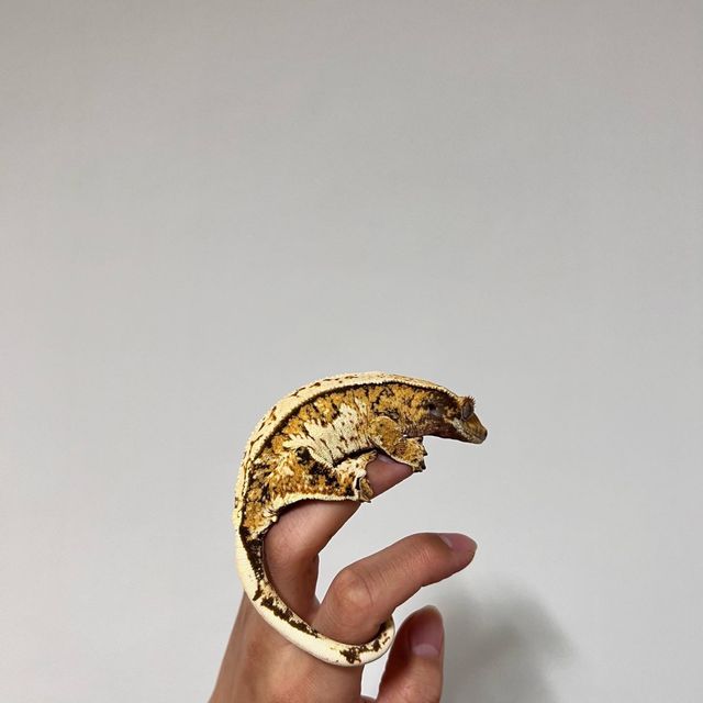 노멀 트라이