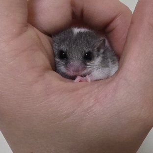 파이드