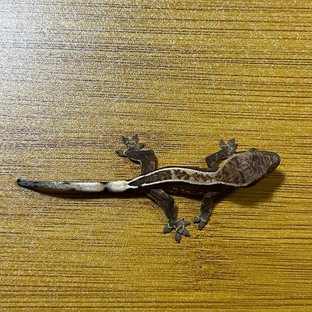 노멀