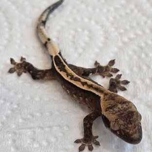 노멀 슈퍼스트라이프 엠티백 풀핀 쿼드