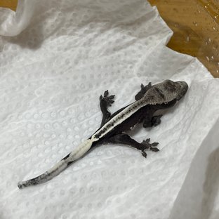 아잔틱 화이트핀