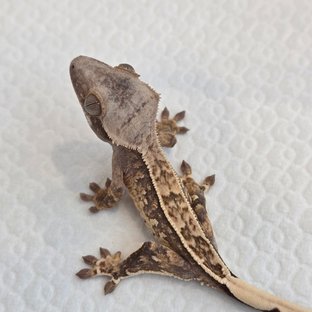 노멀 풀핀 핀스트라이프 트라이 익스트림할리퀸