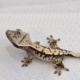 노멀 트라이 익스트림할리퀸