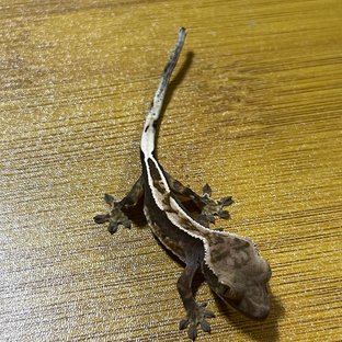 노멀 핀스트라이프