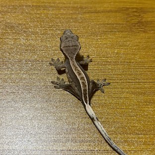 노멀 핀스트라이프 풀핀
