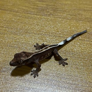 100%헷아잔틱 쿼드 풀핀 핀스트라이프