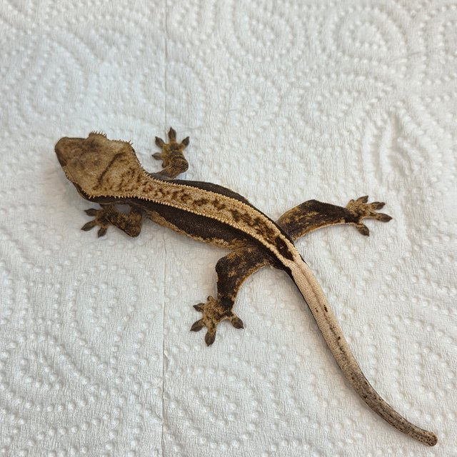 노멀 쿼드 풀핀 핀스트라이프 100%헷아잔틱