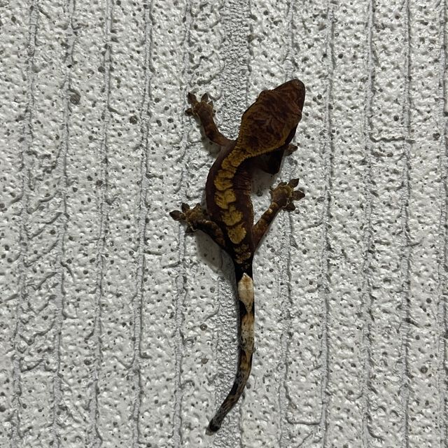 익스트림할리퀸 챠콜