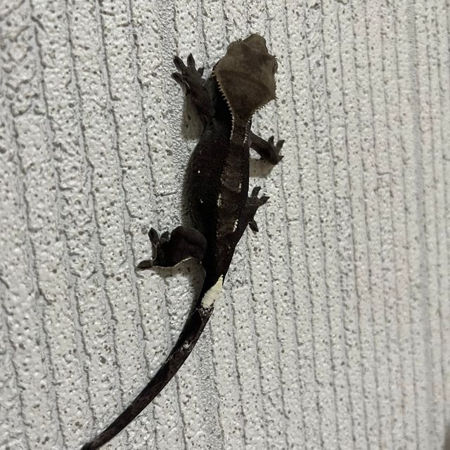 아잔틱