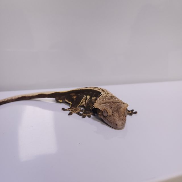 쿼드 풀핀 핀스트라이프 다크