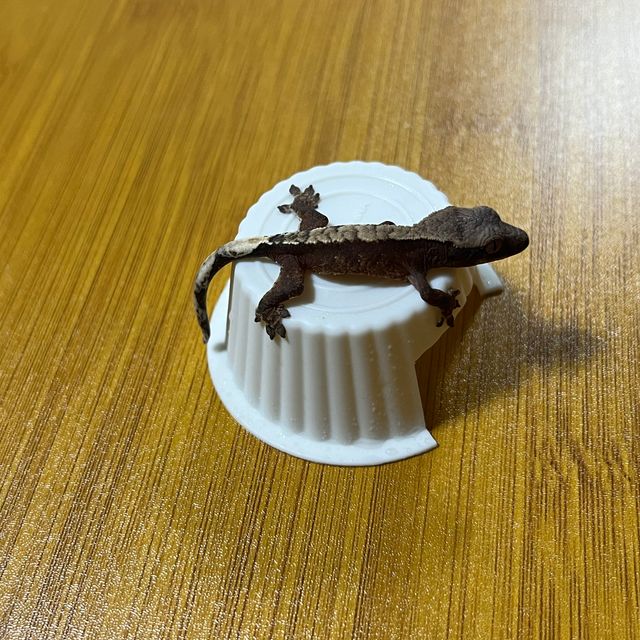 챠콜 익스트림할리퀸